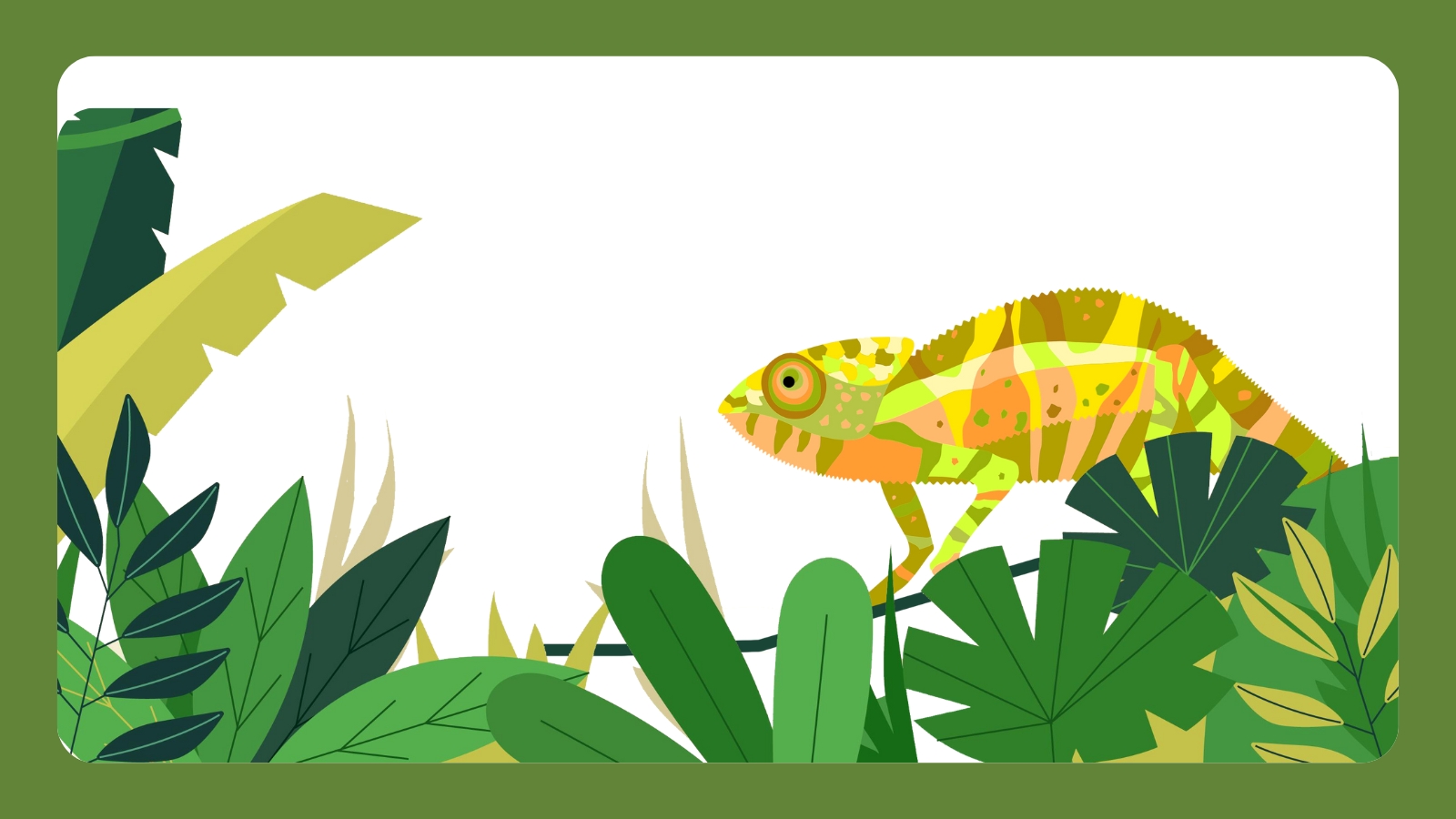 A multi-coloured chameleon walks along a vine, surrounded by leaves.